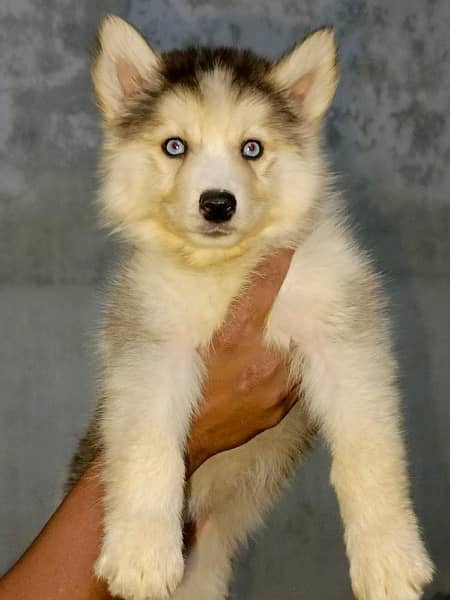 wooly Coated Siberian Husky Puppies /Male/female /dogs/Black and white 2