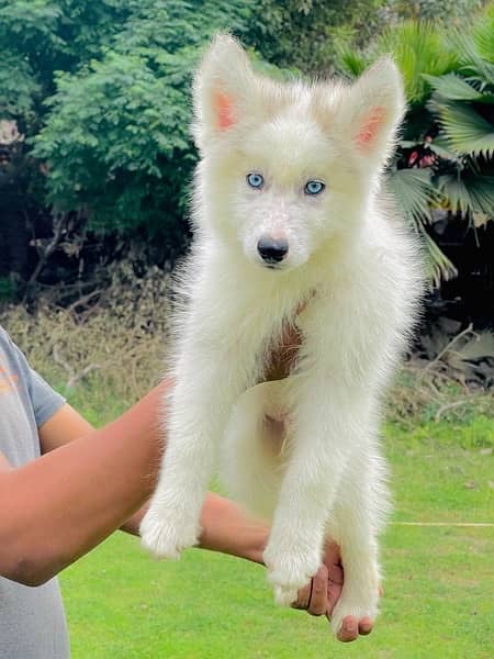 wooly Coated Siberian Husky Puppies /Male/female /dogs/Black and white 3