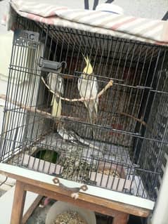Cockatiel/Cocktail Breed Pair with Cage and All Accessories