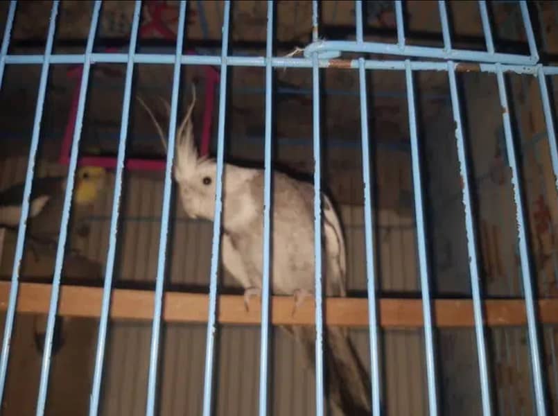 Cockatiel/Cocktail Breed Pair with Cage and All Accessories 1