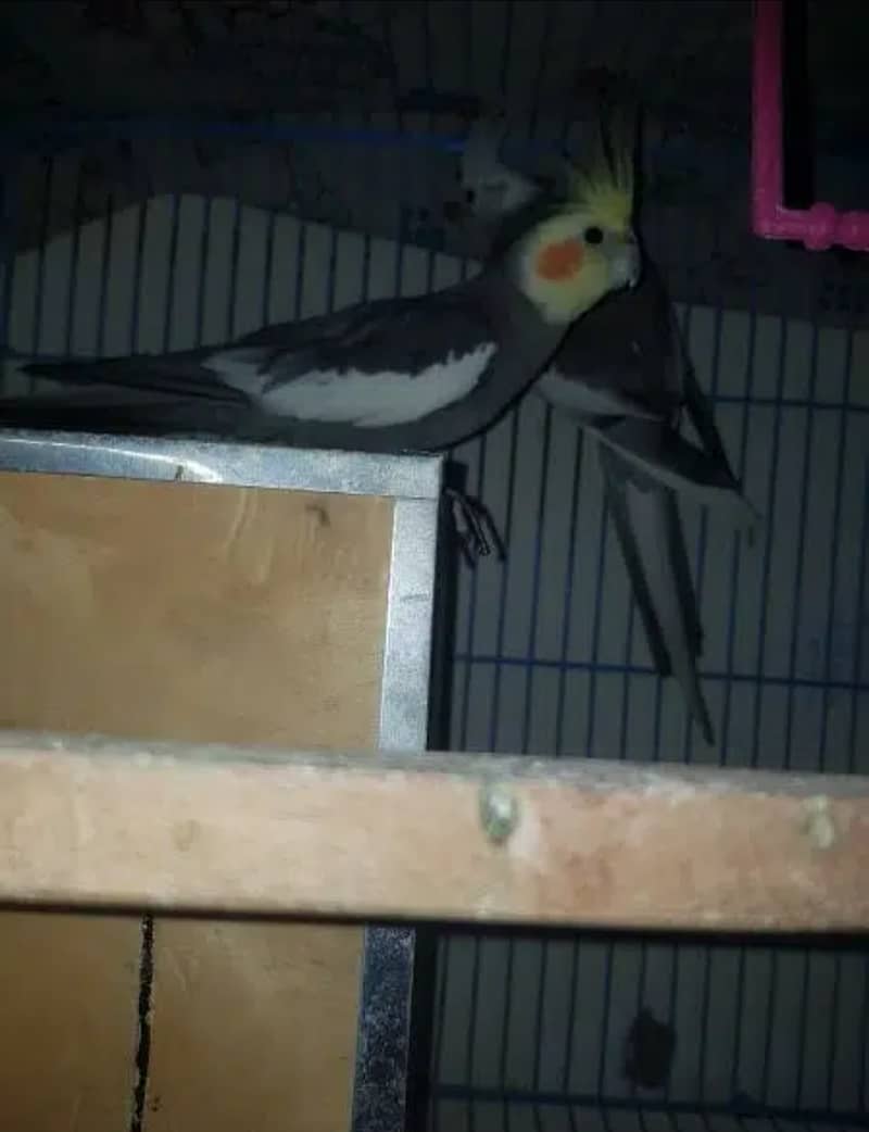 Cockatiel/Cocktail Breed Pair with Cage and All Accessories 3