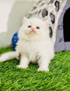 Pure Persian Kitten/Cats/Dogs/available