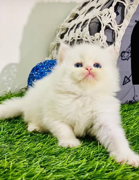Pure Persian Kitten/Cats/Dogs/available 1