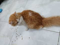 Home breed Cats for sale