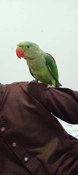 kashmiri parrot 1