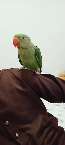 kashmiri parrot 2