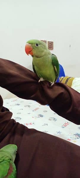 kashmiri parrot 6