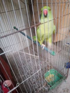 Ringneck parrot for sale. age 1.5 years