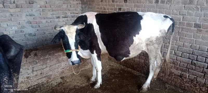 pregnant cow for sale 45 days left in delivery 0