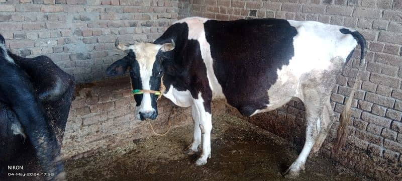 pregnant cow for sale 45 days left in delivery 1