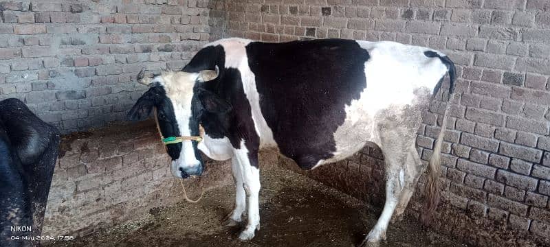 pregnant cow for sale 45 days left in delivery 2