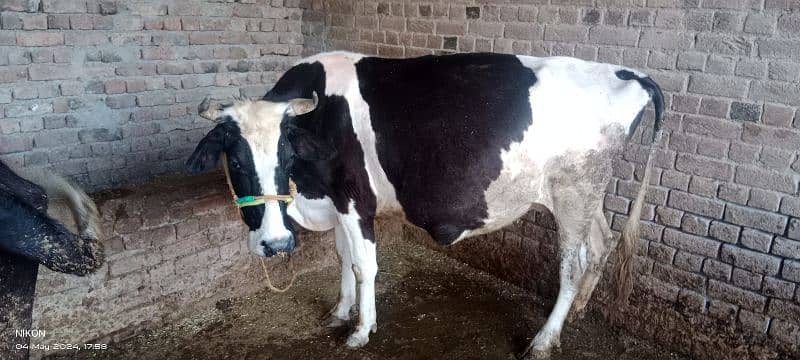 pregnant cow for sale 45 days left in delivery 3