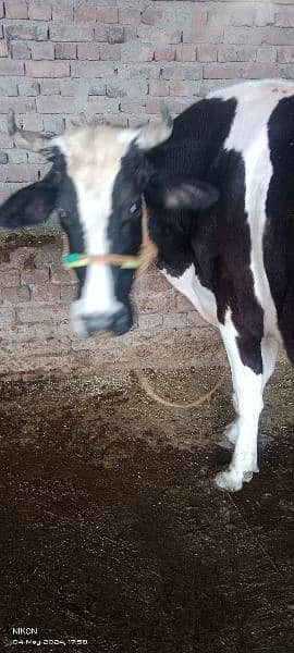 pregnant cow for sale 45 days left in delivery 4