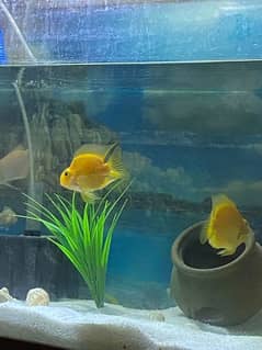 Yellow Parrot Fish