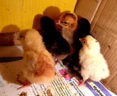 Golden Misri Healthy And Active Chicks