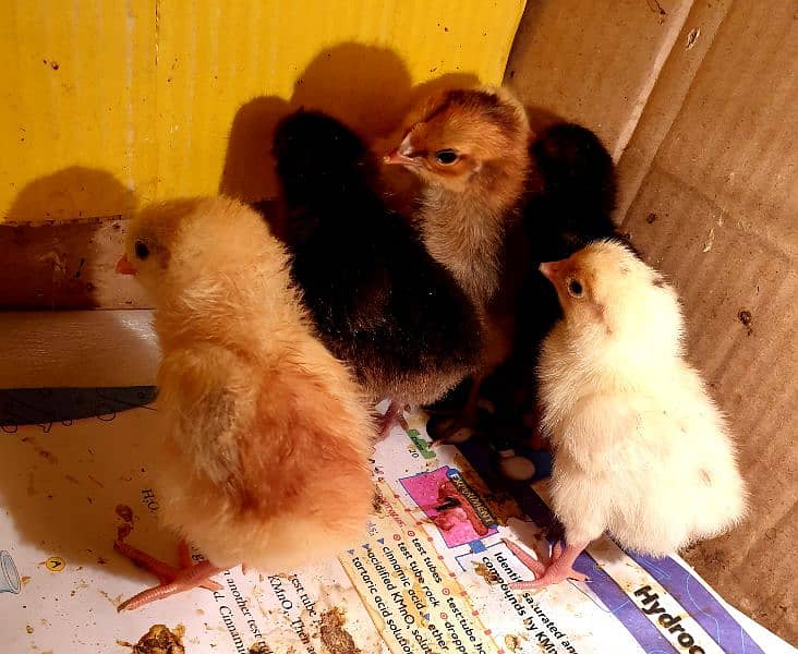 Golden Misri Healthy And Active Chicks 0