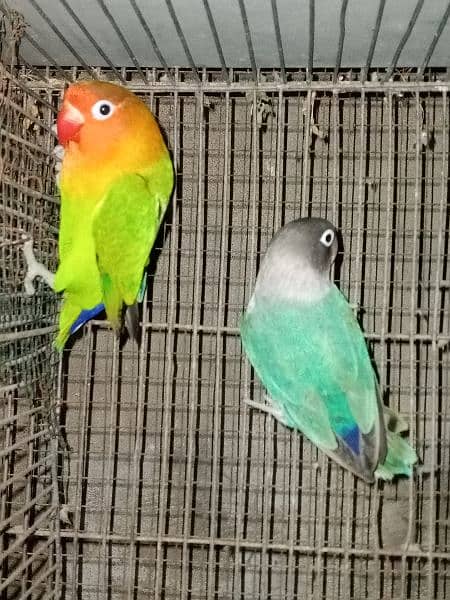 Love Bird Pair 1