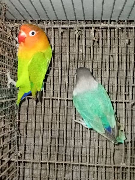 Love Bird Pair 3