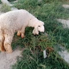 Qurbani Sheef female.