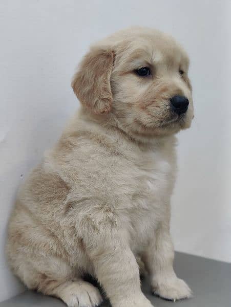 golden retriever puppy for sale 1