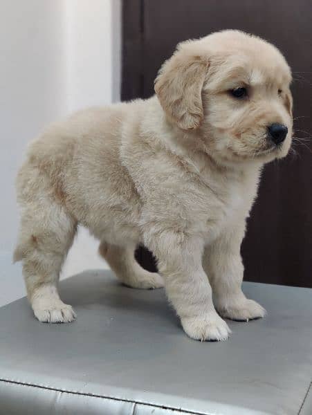 golden retriever puppy for sale 3