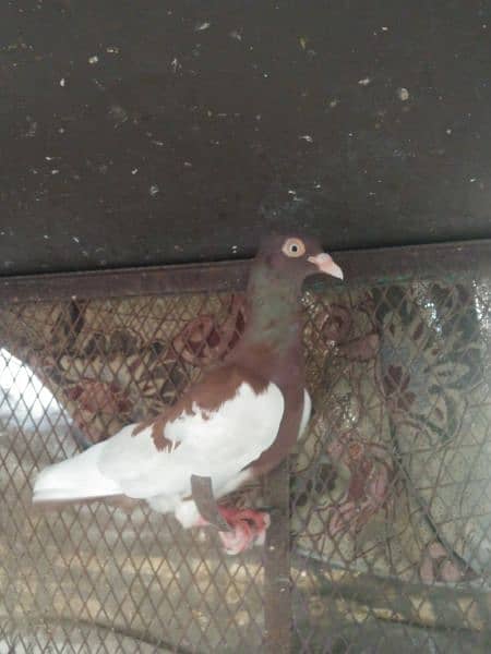 Danish pigeon female 1