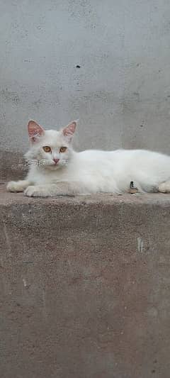 Percian cat ,Doll face,1 year old