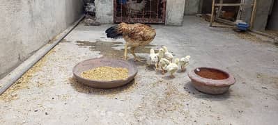 Aseel hen + chicks