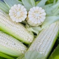 Fresh corn for birds bhutta available