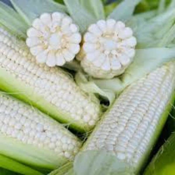 Fresh corn for birds bhutta available 0