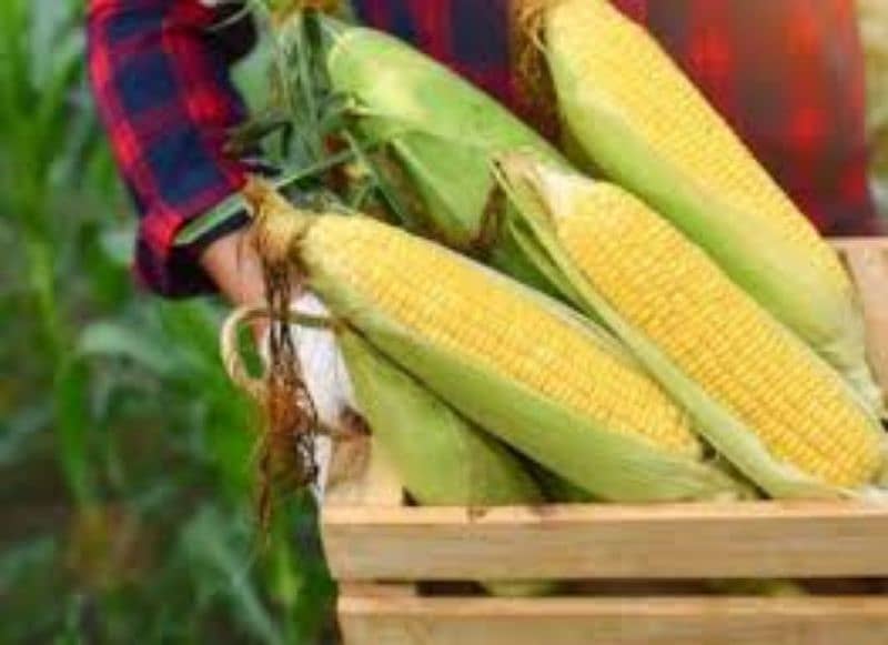 Fresh corn for birds bhutta available 3