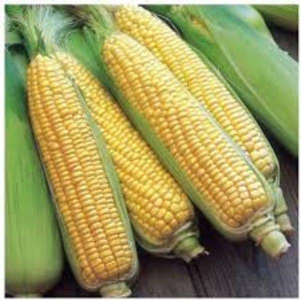 Fresh corn for birds bhutta available 4