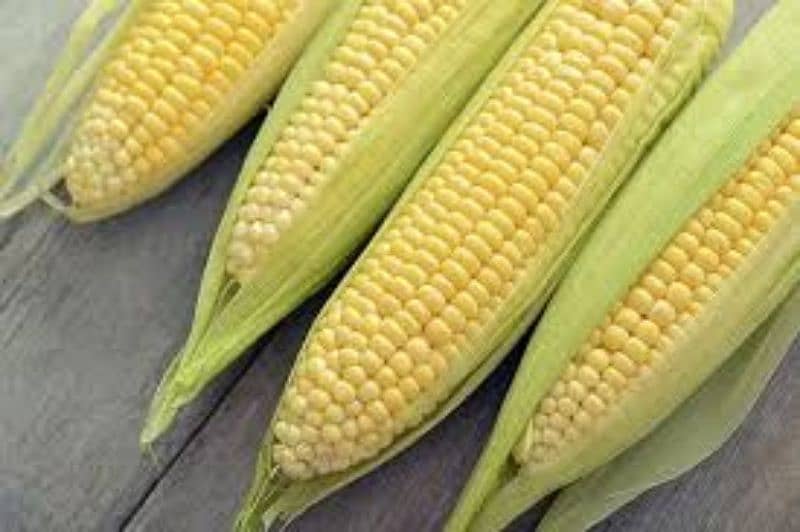 Fresh corn for birds bhutta available 5