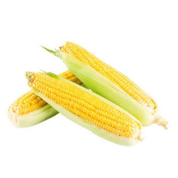 Fresh corn for birds bhutta available 6