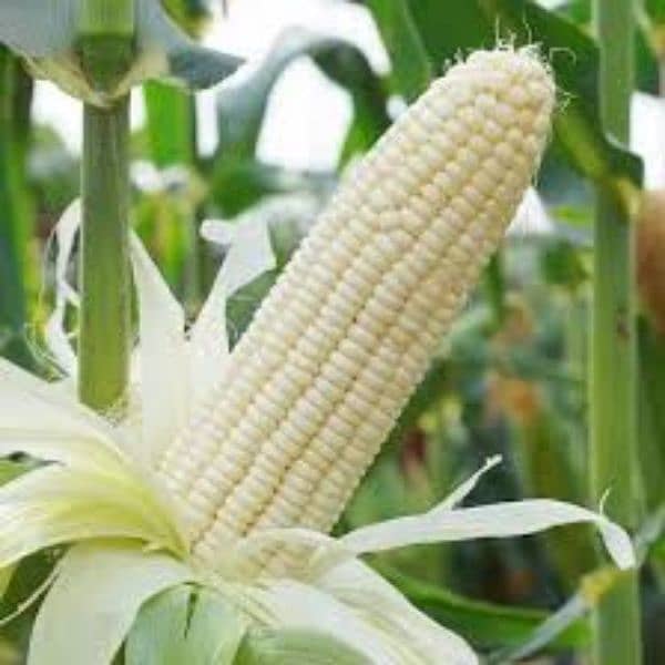 Fresh corn for birds bhutta available 8
