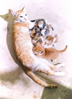 Cat with 4 kittens