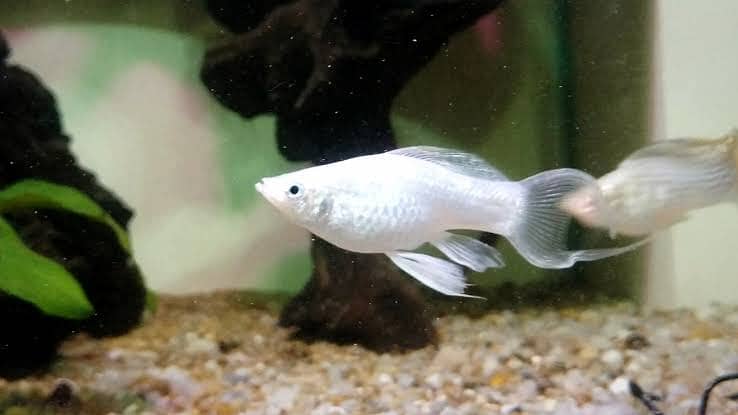 Red and white moontail molly 3