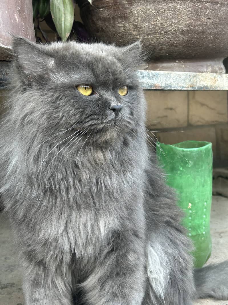 Russian 1 year old grey colour triple coated 5