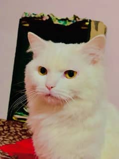 White Persian Cat Male