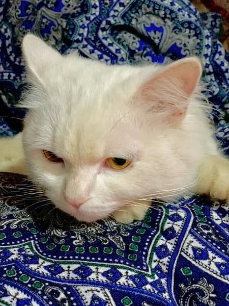 White Persian Cat Male 1