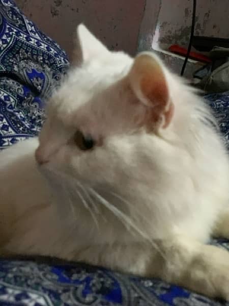 White Persian Cat Male 2