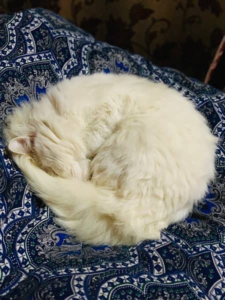 White Persian Cat Male 3