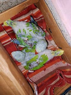 raw pahari parrot chick
