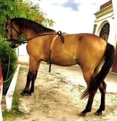 Beautiful Dasi Horse/Naza Baz/Speeder Horse