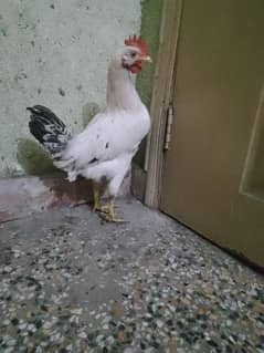 I have desi chicken for sale