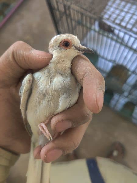 java breeder pair with one chick and blue pied dove 7