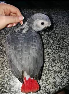 African Grey parrot cheeks for sale 0331/5434/419