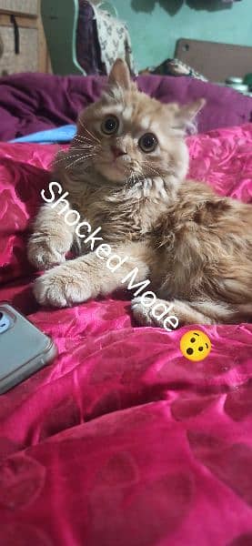 Persian Cat For Sale  Full trained age 6 months 4