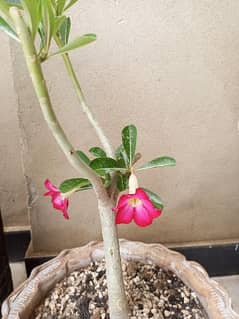 Adenium bonsai very cheap
