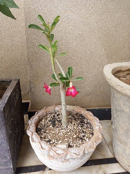 Adenium bonsai very cheap 1